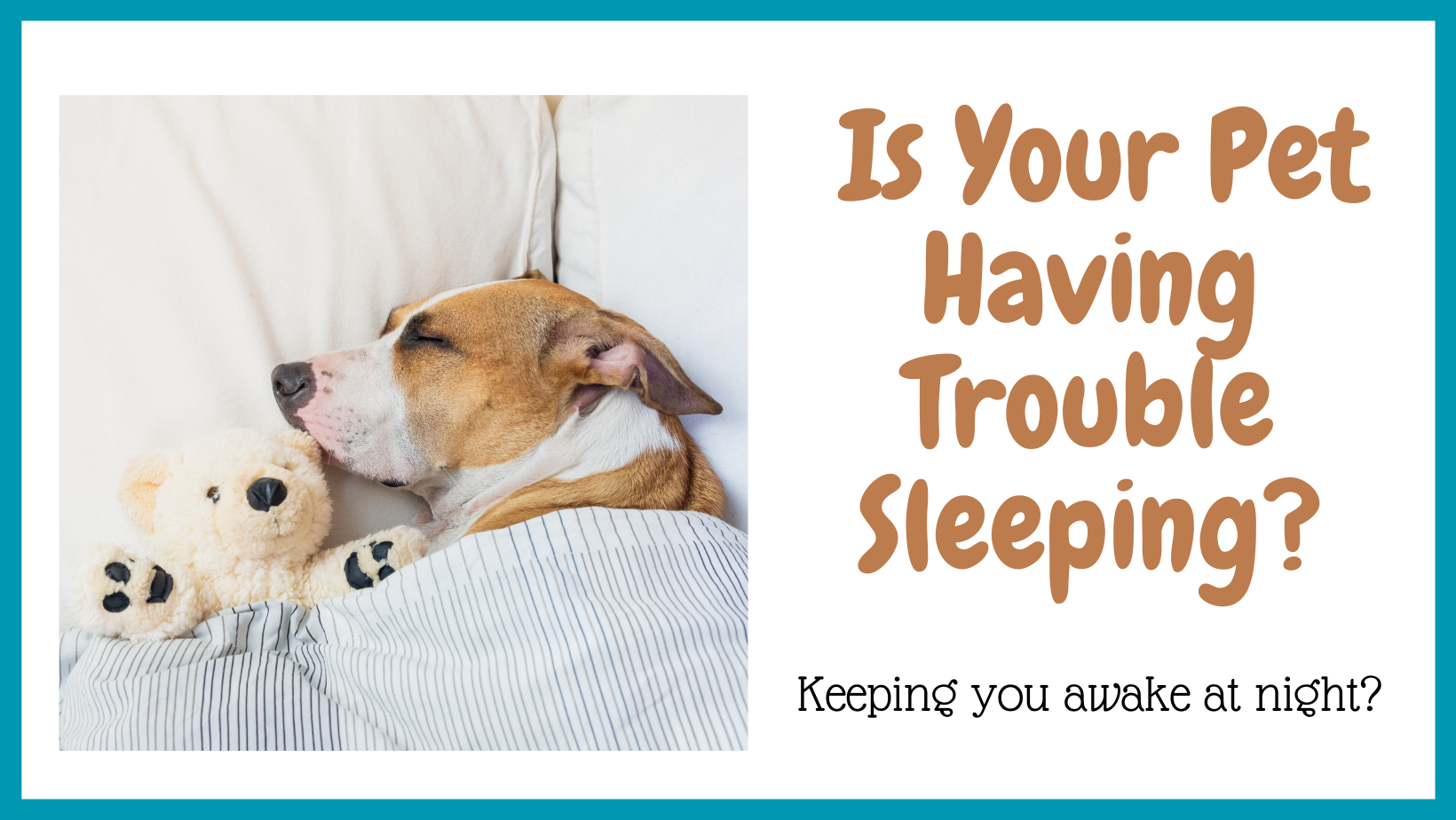 <BR>Is Your Pet Having Trouble Sleeping At Night?