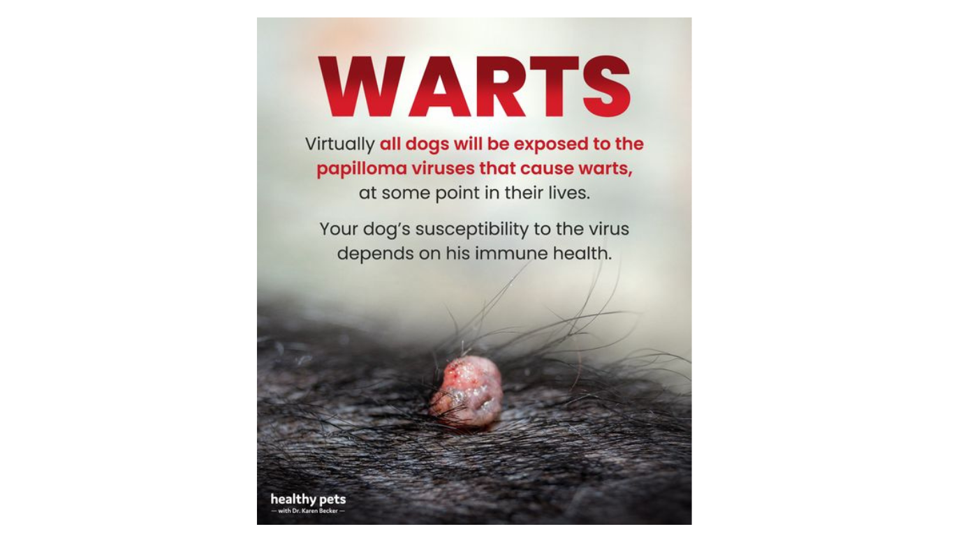 Warts On Dogs, Are They Harmfull?
