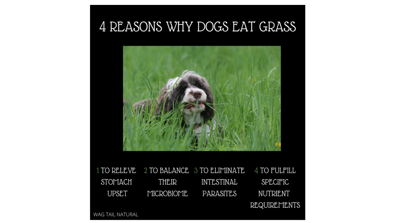Why Do Dogs Eat Grass?