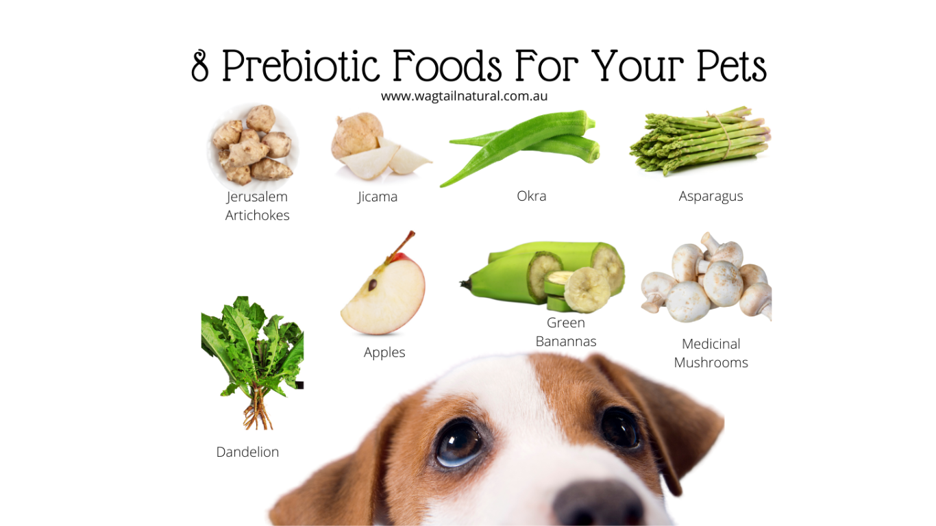 8 Pre-biotic Foods For Your Pets