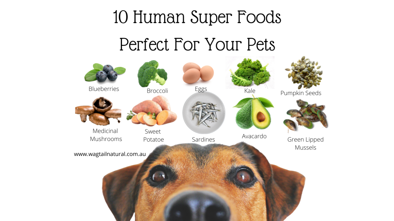 10 Human Super Foods For Your Pets