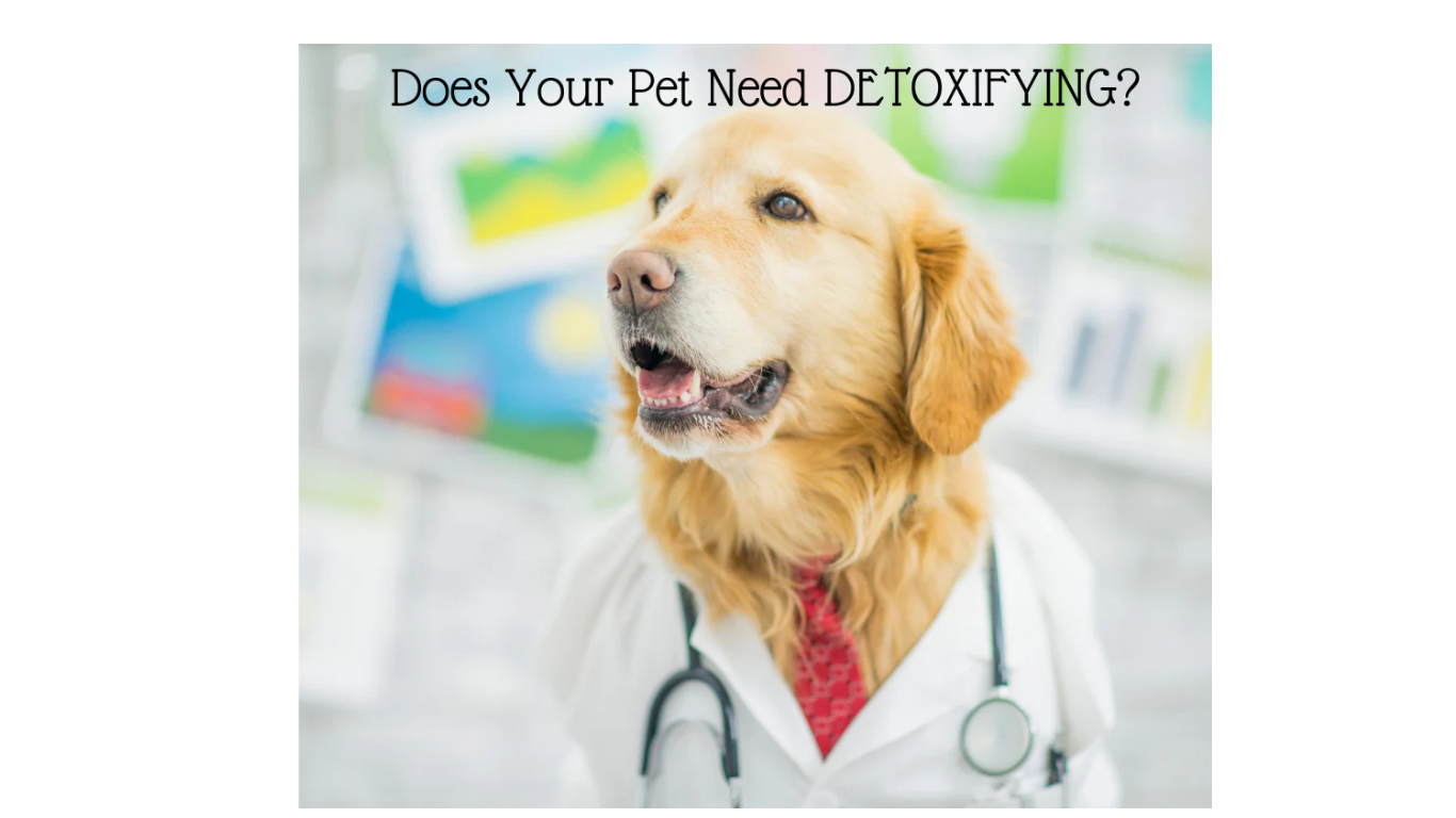 Does Your Dog Need Detoxifying?