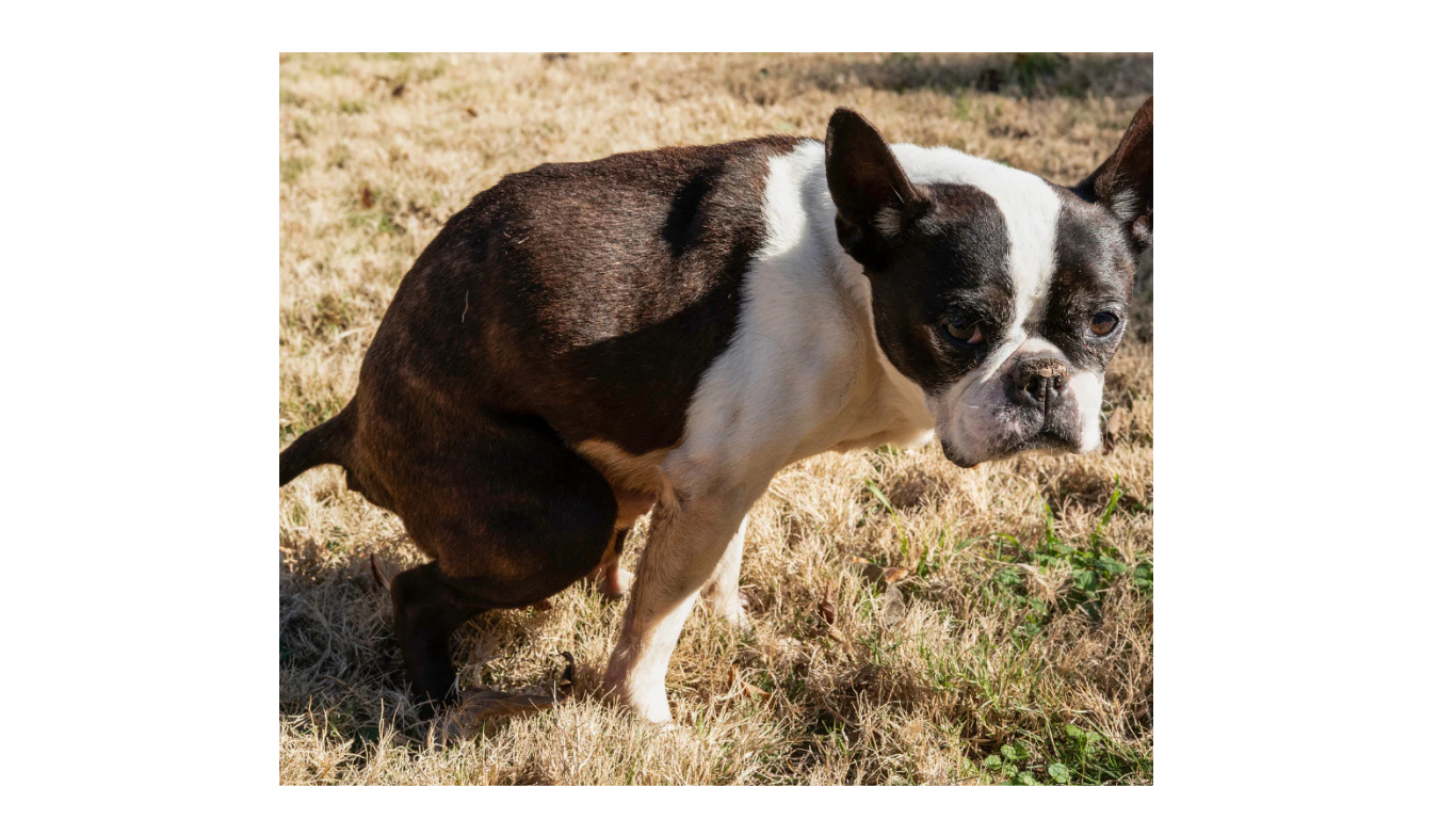 <br> Anal Gland Issues in Dogs