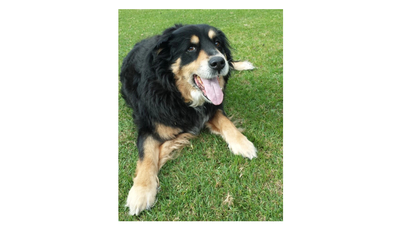 The Gift of a Great Dog Named Buddy