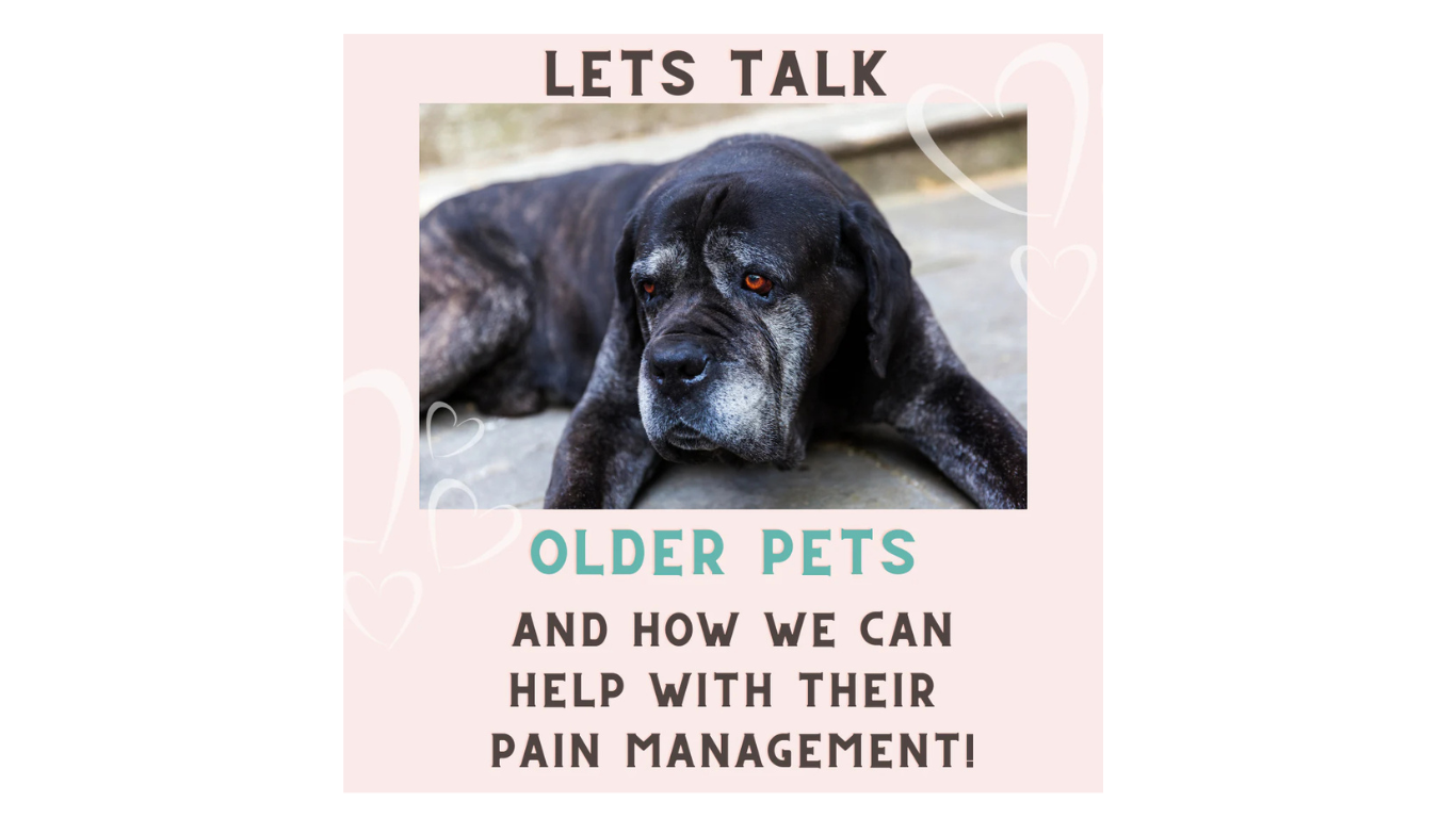 <br>Let's Talk About Our Older Pets