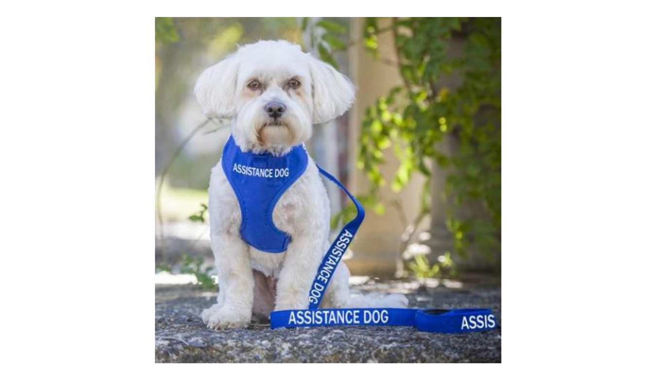 The Truth about Assistance Dogs in Australia