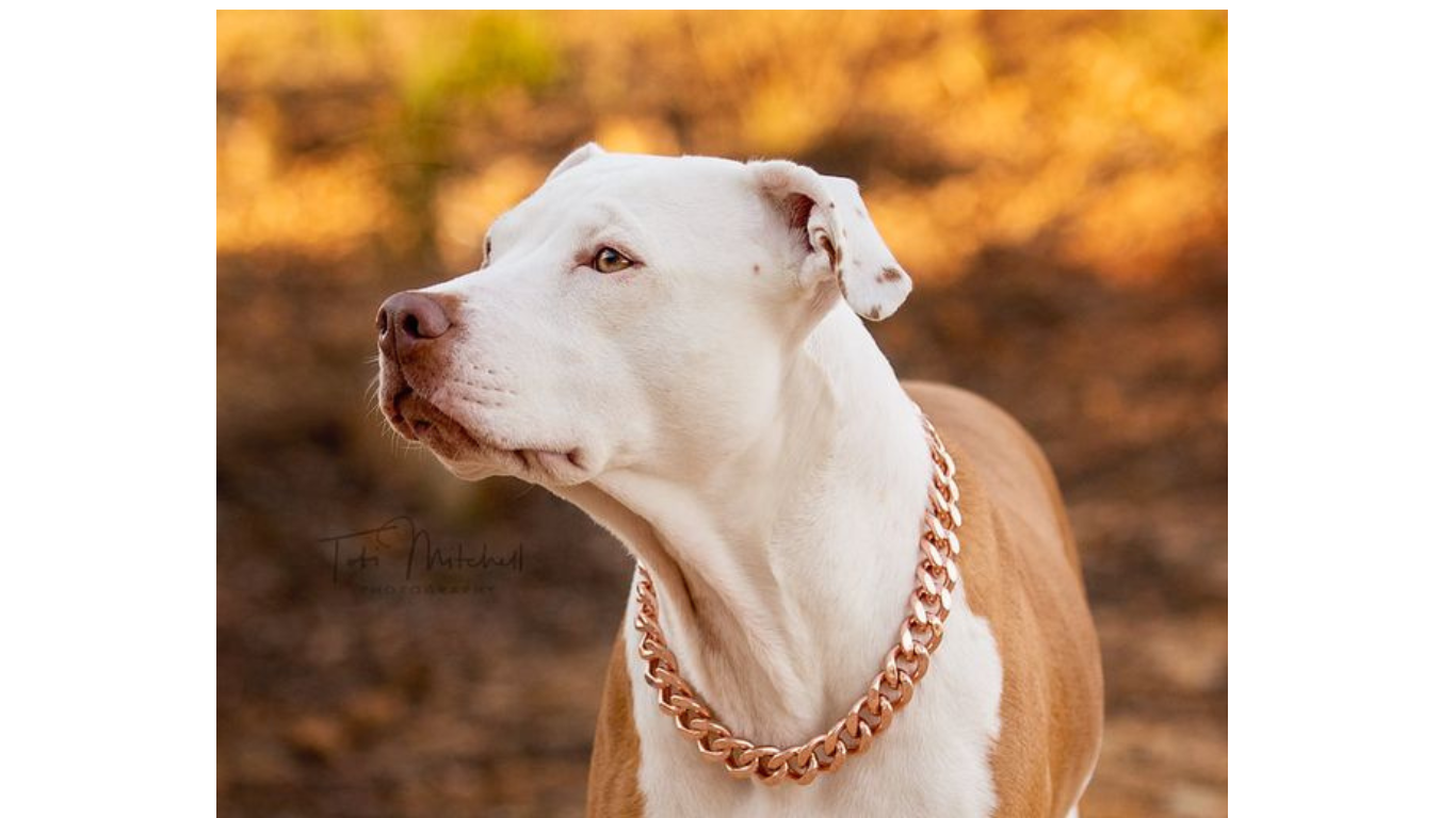 <BR>Meet Scout Our Model Dog