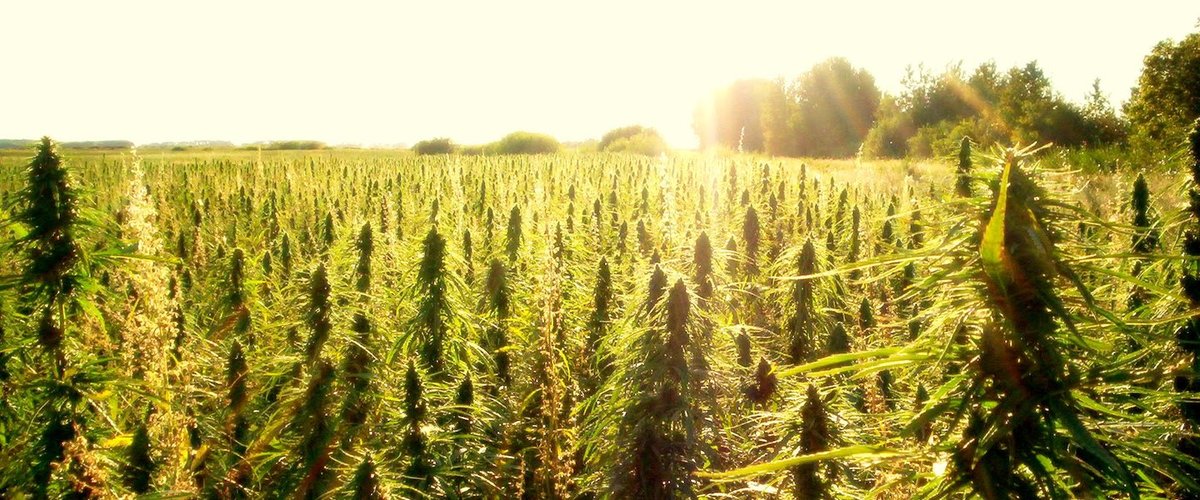 MOST INTERESTING FACTS ABOUT HEMP