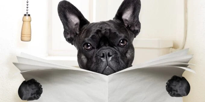 Help My Dog Has Diarrhoea. What Can I Do?