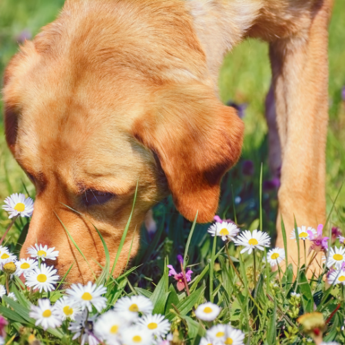Take Your Dog On A Sniffari