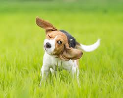 Ear infections and main causes