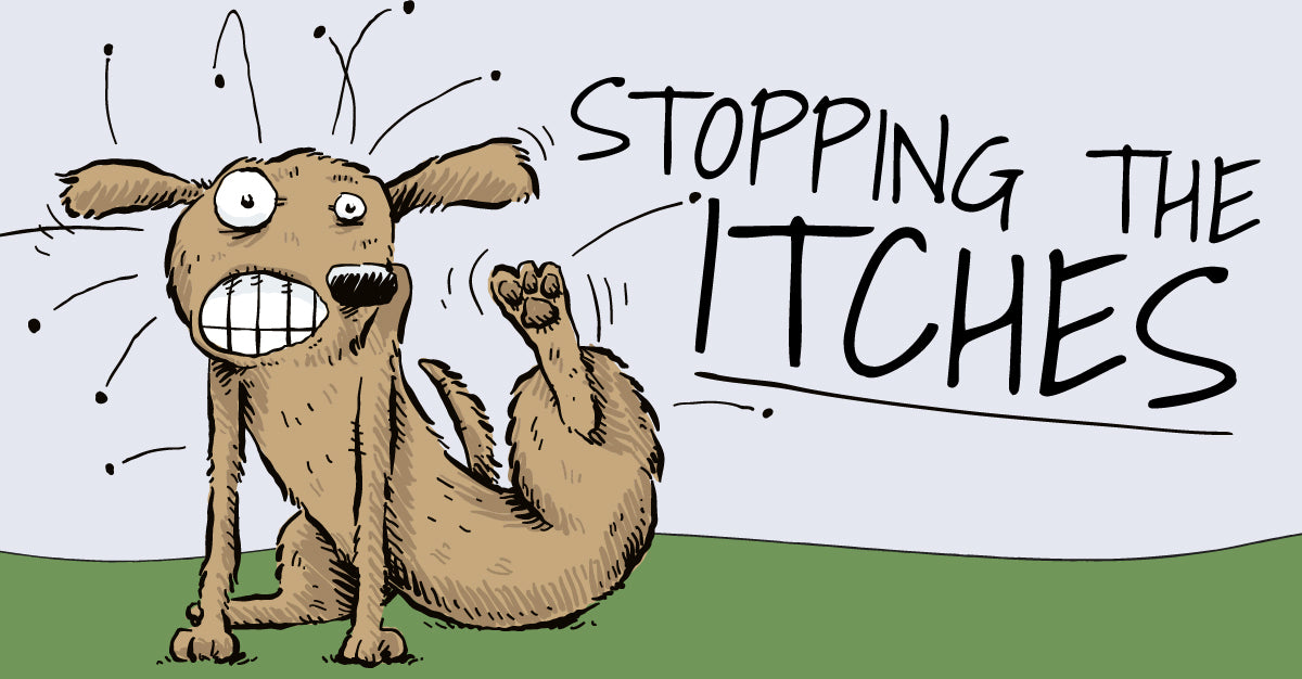 Top 10 Natural Things You Can Do To Help With Pet Allergies