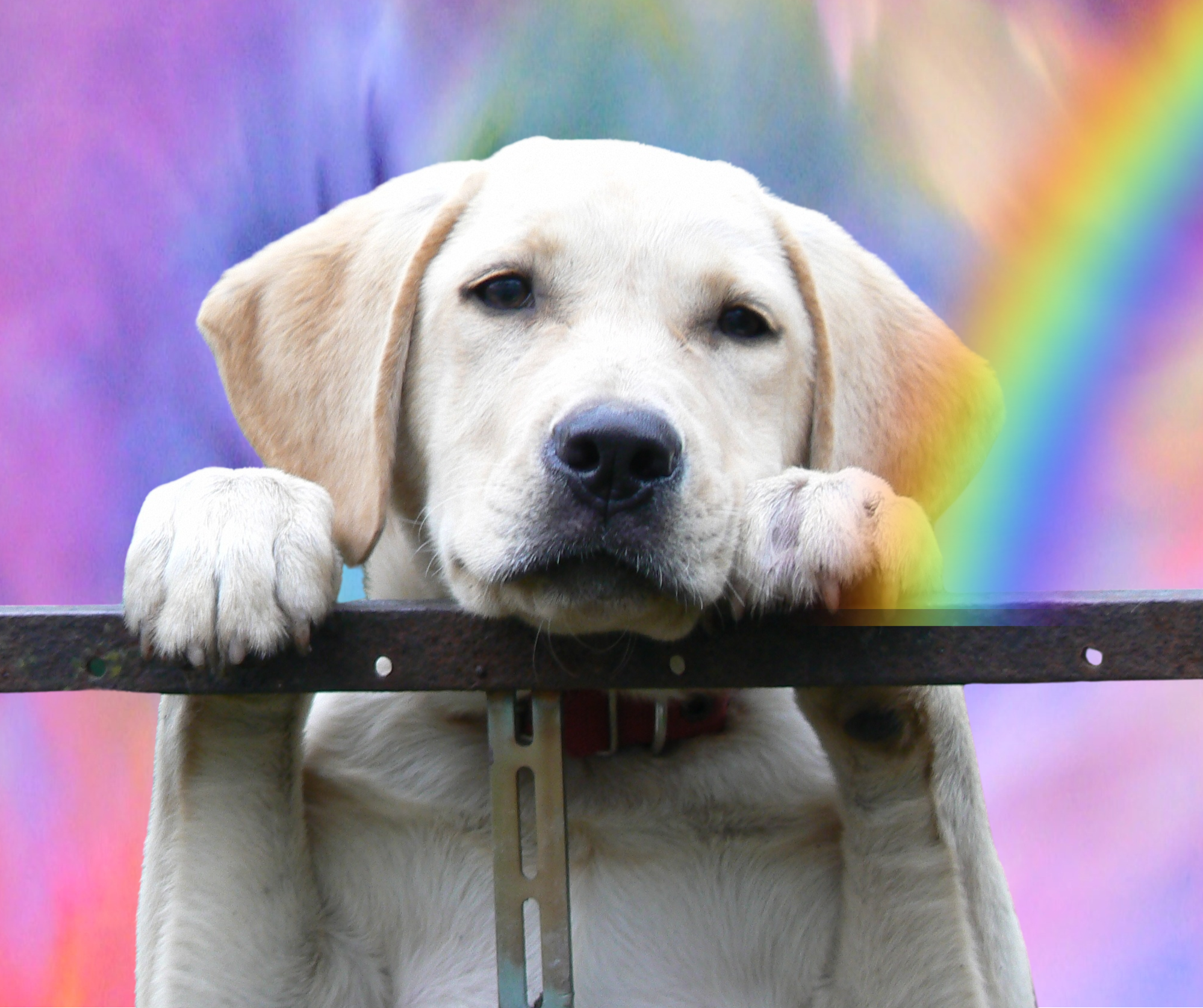 Why We Should Be With Our Pets When They Pass Over