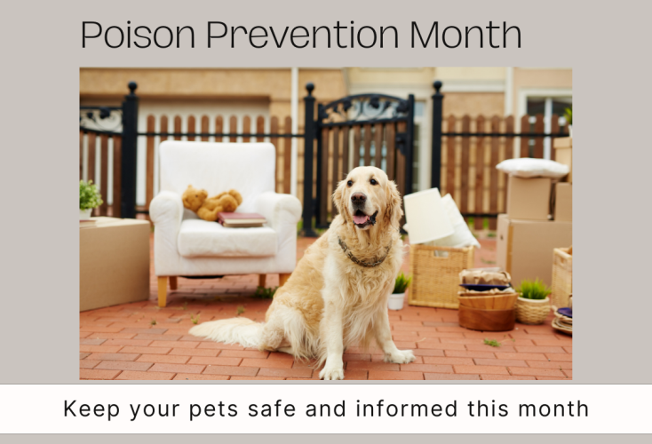 It's Pet Poison Awareness Month