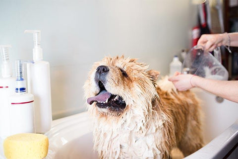 &quot;PurePaws: Natural Solutions for Grooming and Beyond&quot;