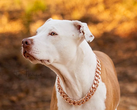 <BR>Copper Dog Collar | Multi-Benefit Pet Wellness Solution