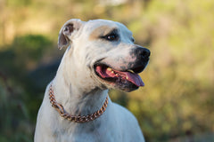 <BR>Copper Dog Collar | Multi-Benefit Pet Wellness Solution