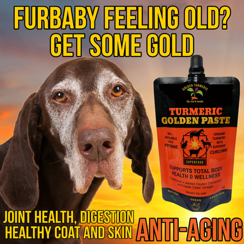 <BR>Turmeric Pet Paste | Natural Wellness Supplement