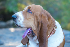 <BR>Copper Dog Collar | Multi-Benefit Pet Wellness Solution