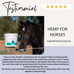 "Equine Zen: Immune Recovery and Calming Support for Horses"
