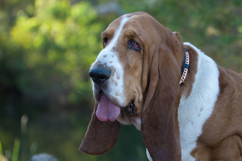 <BR>Copper Pet Collar  Leather & Nylon Healing Solution For your Pets