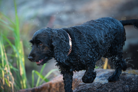 "Copper Collar IDs: Stylish Tags for Your Pet's Safety, Identification, Pain Relief, and Allergy Management"