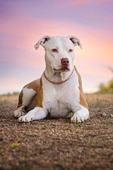 <BR>Hemp Oil & Copper Collar Bundle | Natural Arthritis Relief for Pets