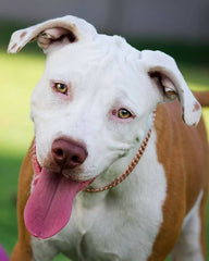 <BR>Copper Dog Collar | Multi-Benefit Pet Wellness Solution