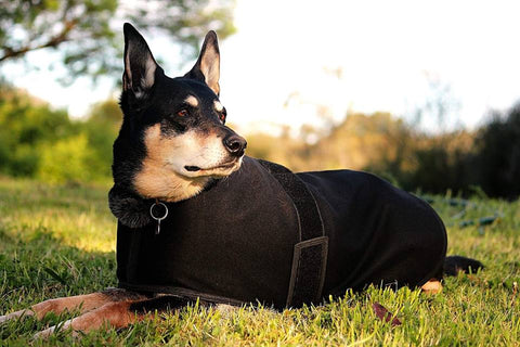 "Copper Comfort: The Healing Coat for Your Pet"