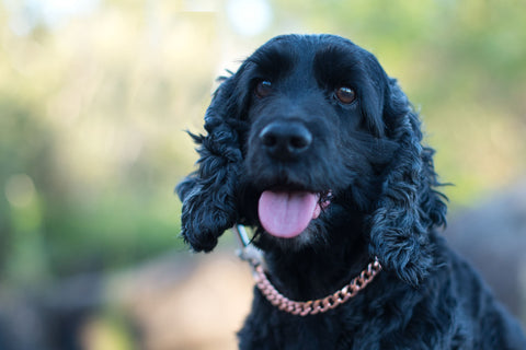 <BR>Hemp Oil & Copper Collar Bundle | Natural Arthritis Relief for Pets