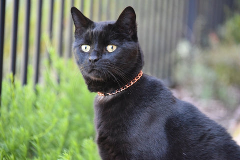 Copper Cat Collars: Stylish Accessories for Feline Comfort, Safety and Pain Relief