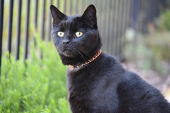 Copper Cat Collars: Stylish Accessories for Feline Comfort, Safety and Pain Relief