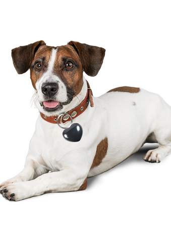 <BR> Hematite Crystal for Pet Bonding | Grief Support & Digestive Aid