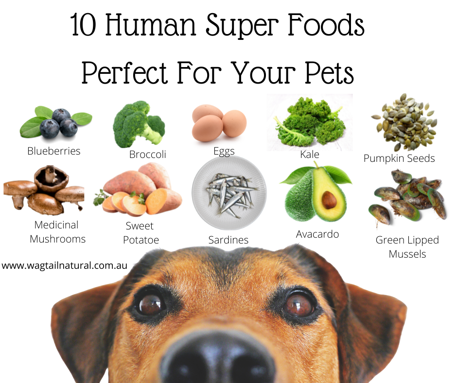 10 Human Super Foods For Your Pets