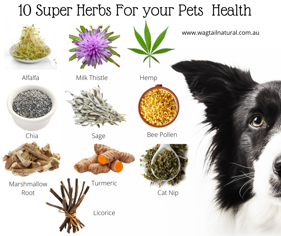 10 Super Herbs For Your Pets Health