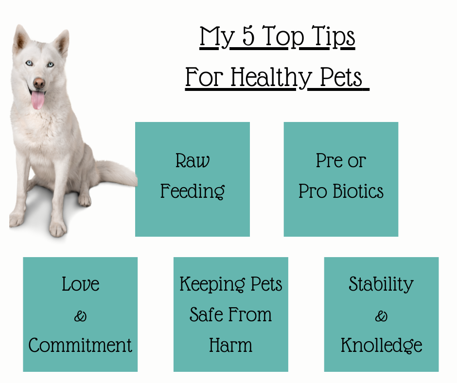 My 5 Top Tips For Healthy Pets