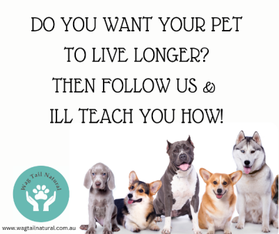 My Top 10 Tips To Help Pets Live Longer