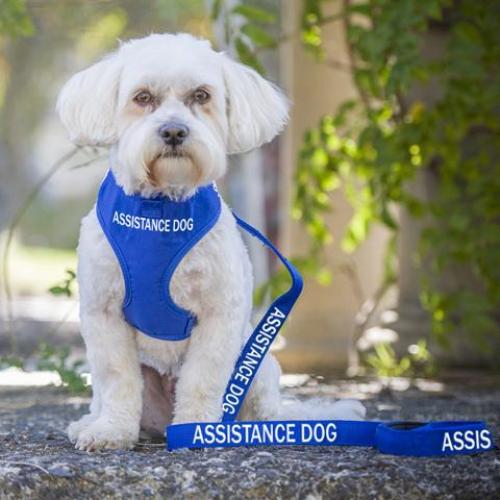 The Truth about Assistance Dogs in Australia