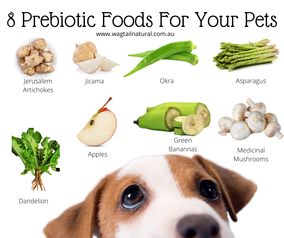 8 Pre-biotic Foods For Your Pets