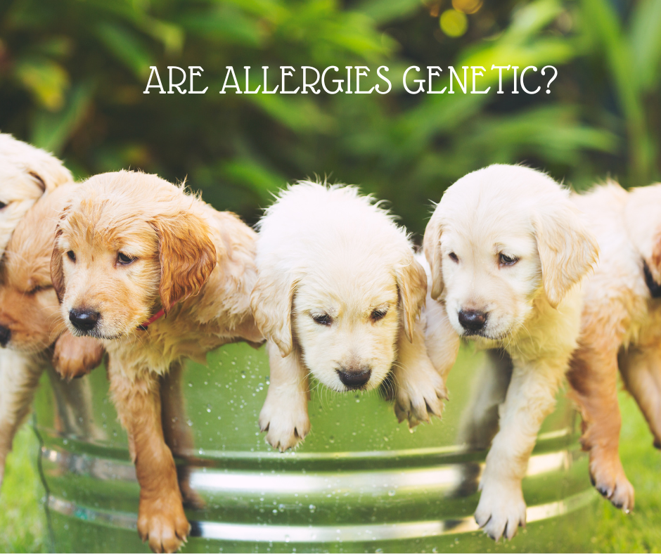 Are Pet Allergies Genetic?