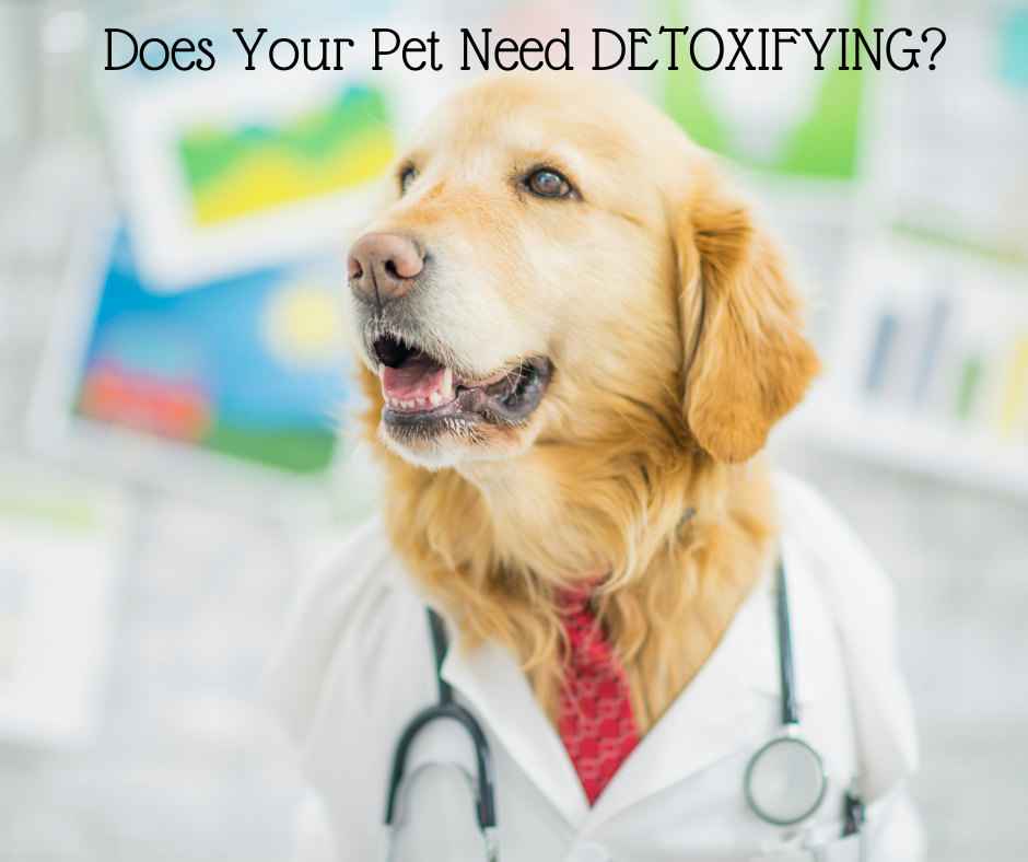 Does Your Dog Need Detoxifying?
