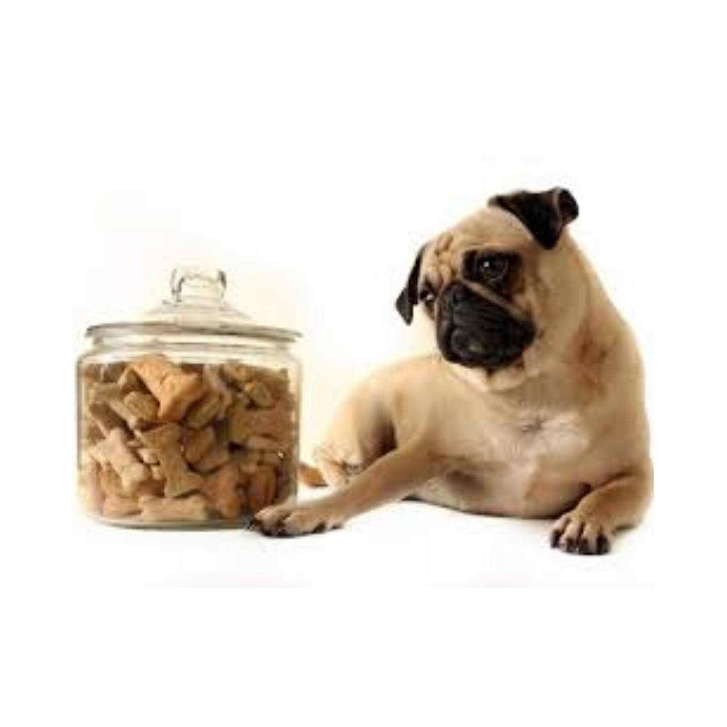 When should you use dog treats?