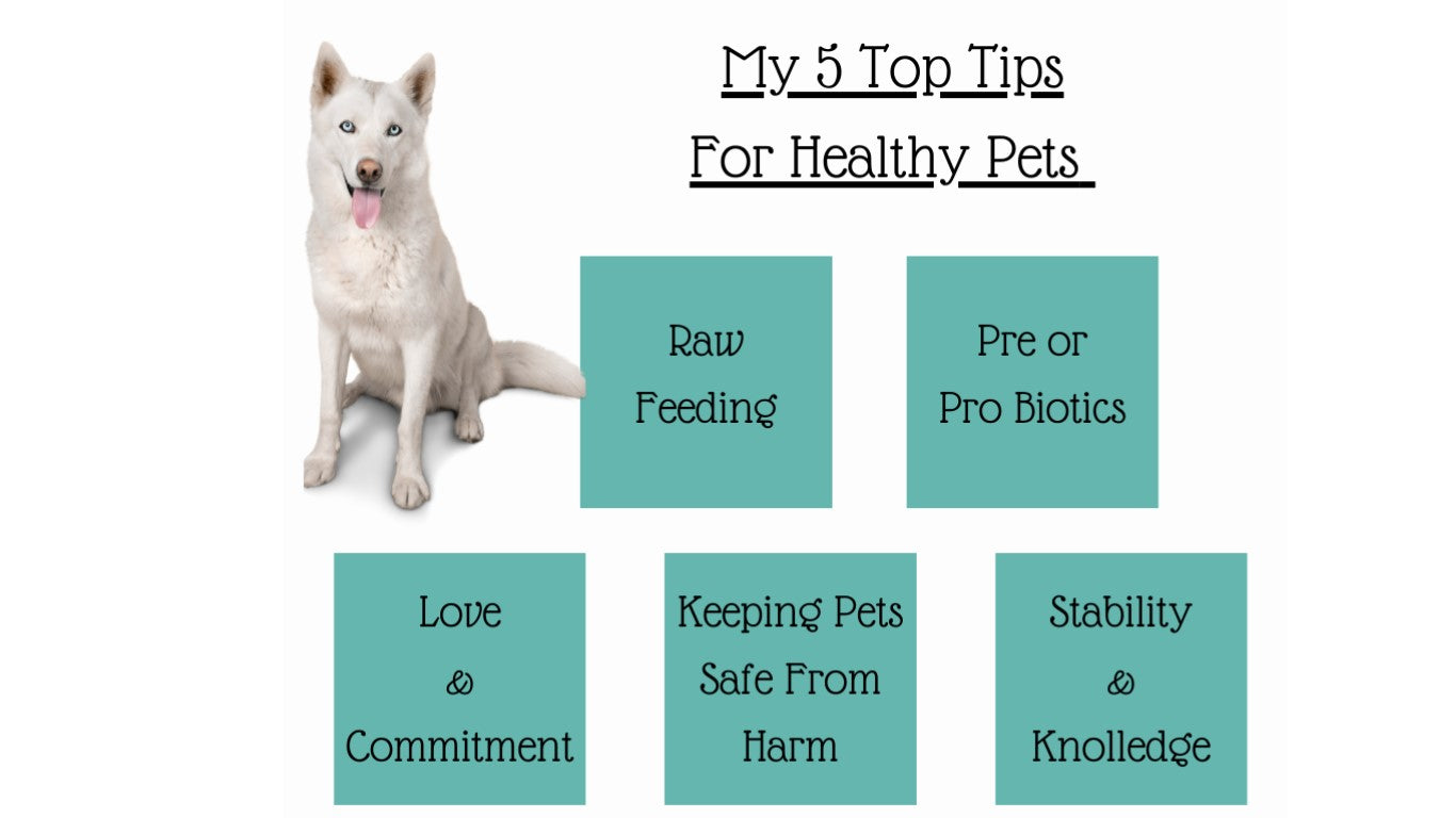 My 5 Top Tips For Healthy Pets