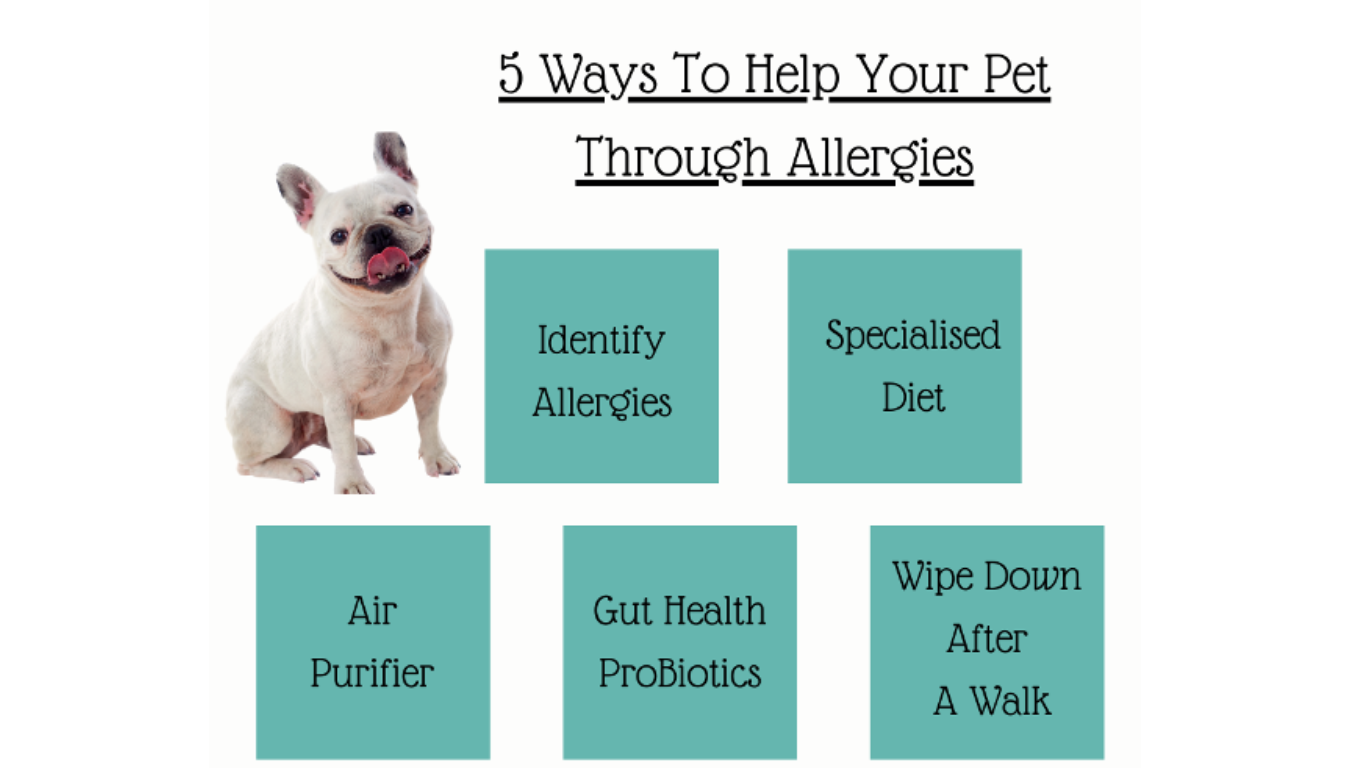 5 Ways To Help Your Pet Through Allergies