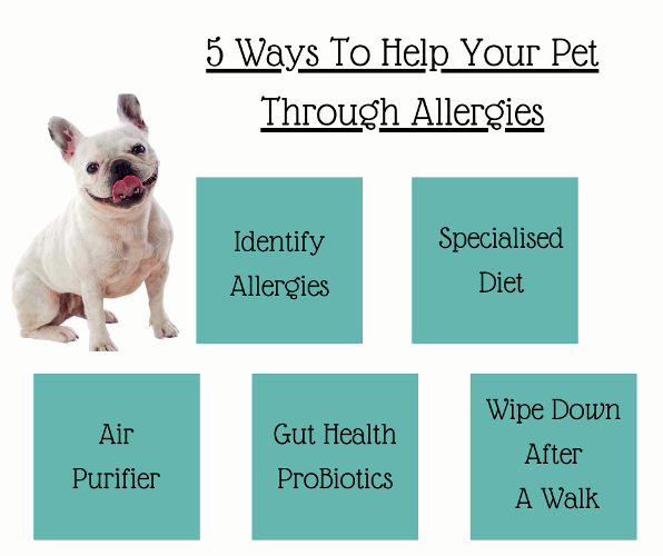 5 Ways To Help Your Pet Through Allergies