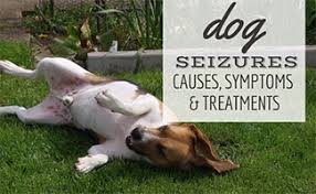 Holistic Treatments for Epilepsy in Dogs