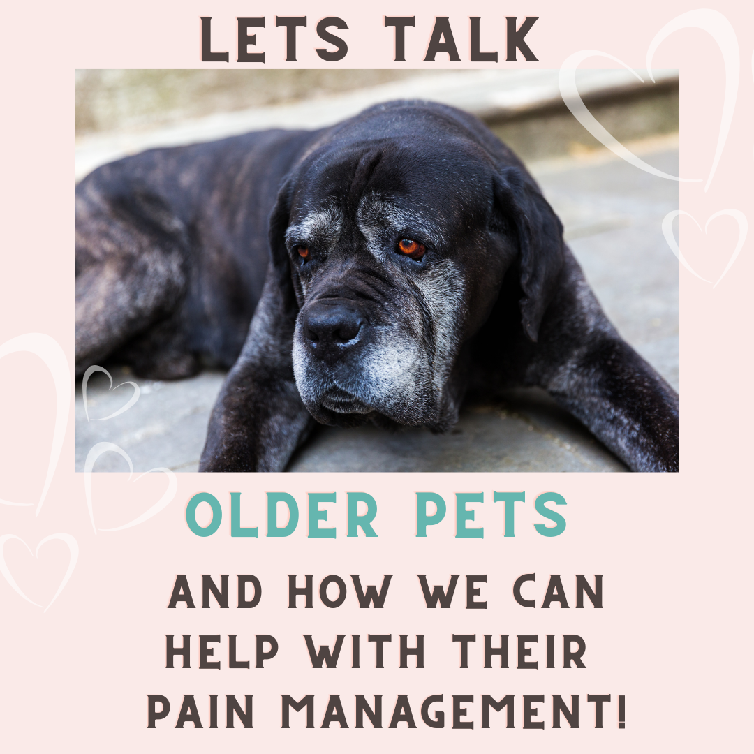 <br>Let's Talk About Our Older Pets