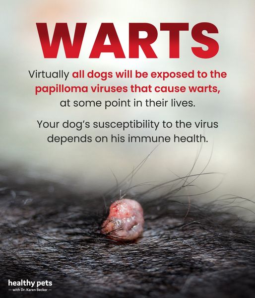 Warts On Dogs, Are They Harmfull?