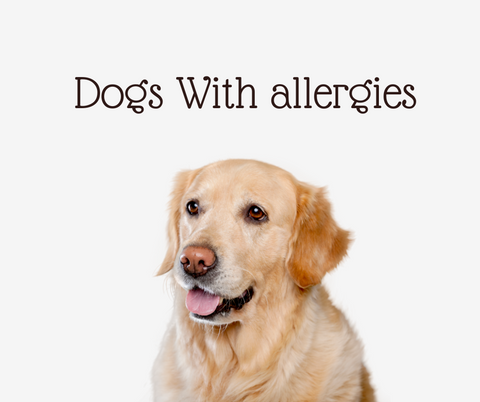 &lt;BR&gt;&quot;Wag Tail Natural: Holistic Solutions for Pets&#39; Allergies&quot;