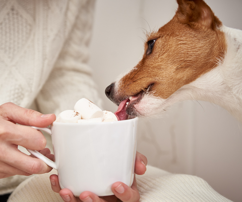 Calming  Pupaccino